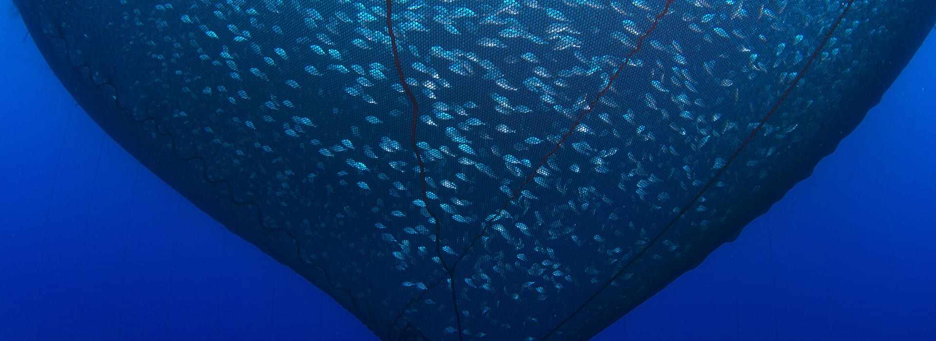 Best Cage Culture & grown out cages Fish Farming at GTFL